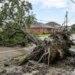 Tree roots failing in wet clay soil in Metairie, Louisiana