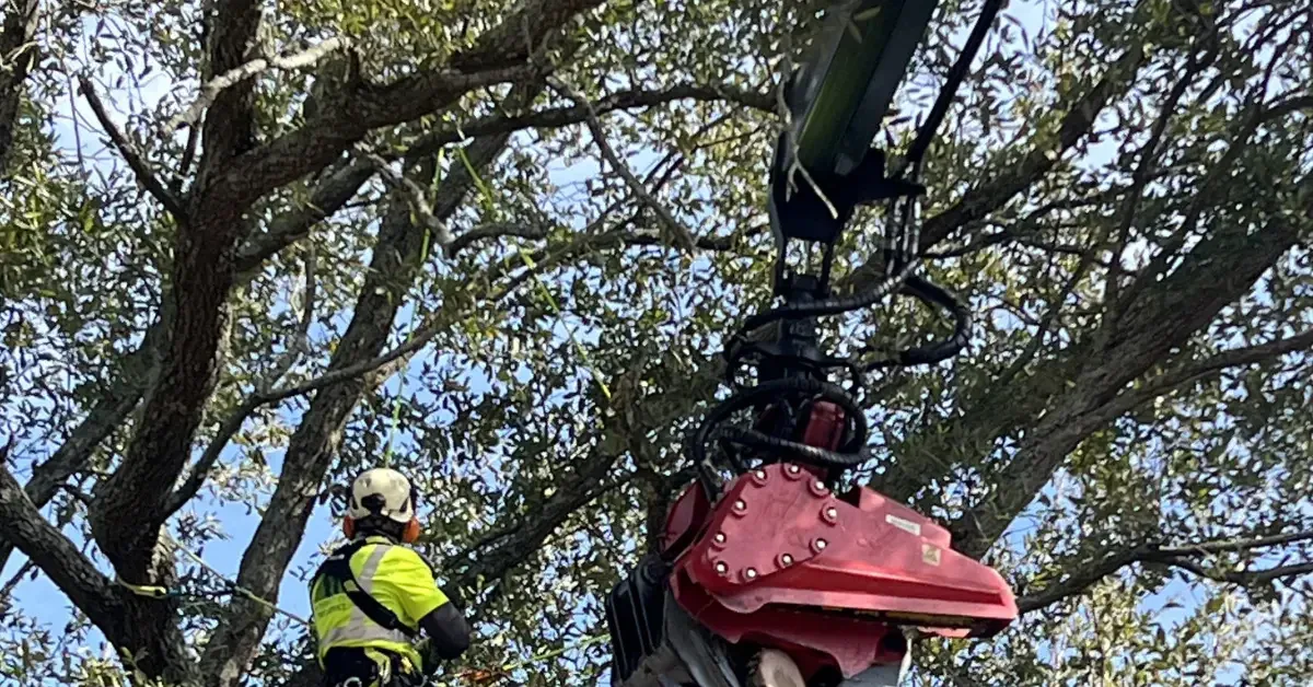 Certified arborist performing crown reduction instead of tree topping to protect a mature oak tree