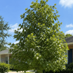 tree planting Metairie, tree preservation Louisiana, tree care Metairie LA, proper tree planting, young tree care, tree maintenance tips, arborist Metairie