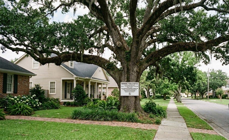 Image Alt Text: Mature live oak in a Metairie neighborhood subject to local tree removal regulations