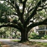 Mature live oak with horizontal branches in Greater New Orleans.