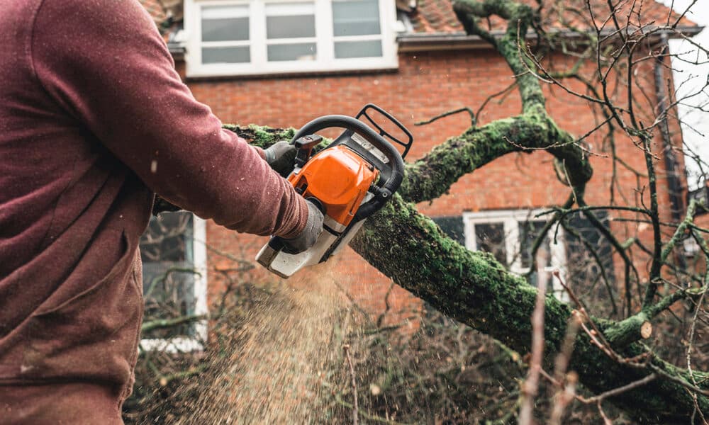 Arborist chainsawing pieces of wood of cut down old oak.