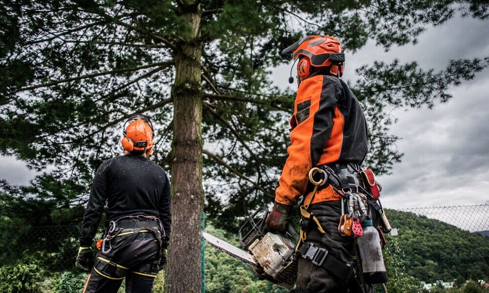 Arborist-at-work