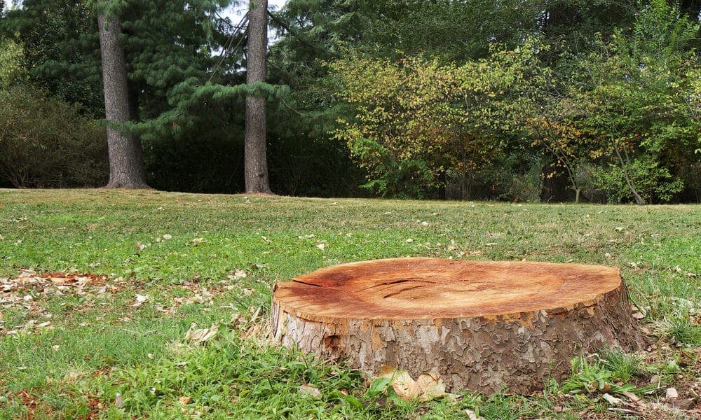 Tree Stump In The Forest