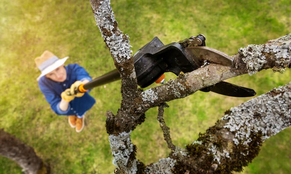 Trimming-tree-with-a-cutter