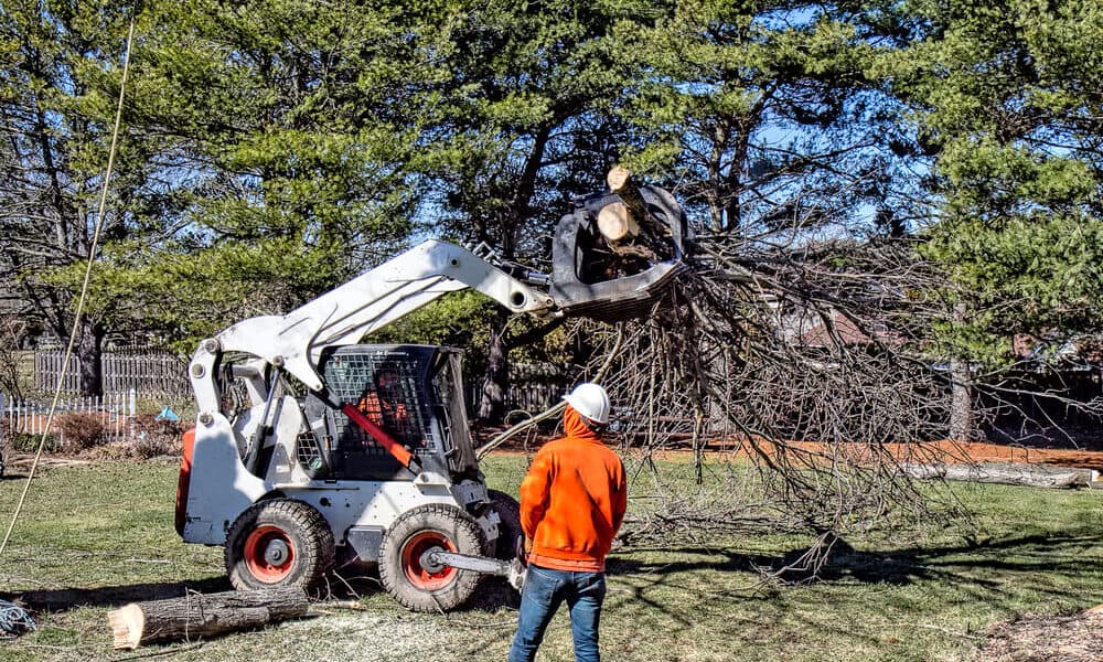 removal tree