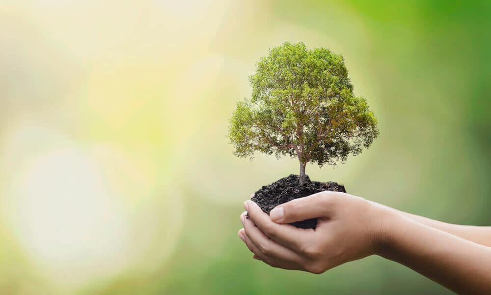 tree preservation laws and permits