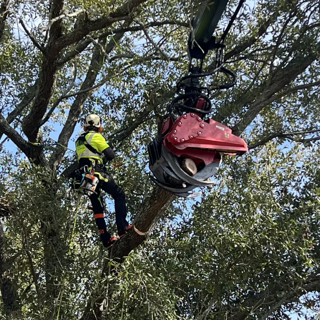 Certified arborist providing professional tree service in Jefferson, LA, near residential homes.