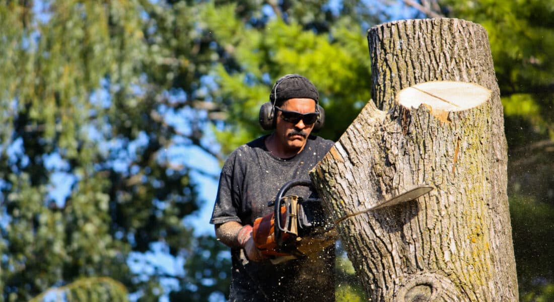 tree-removal-service