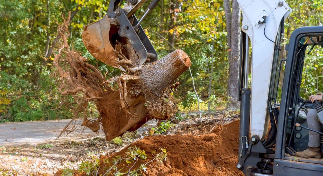 removing tree roots