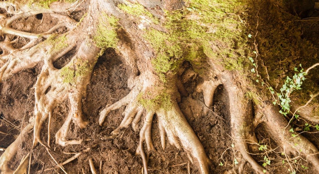 tree root rot