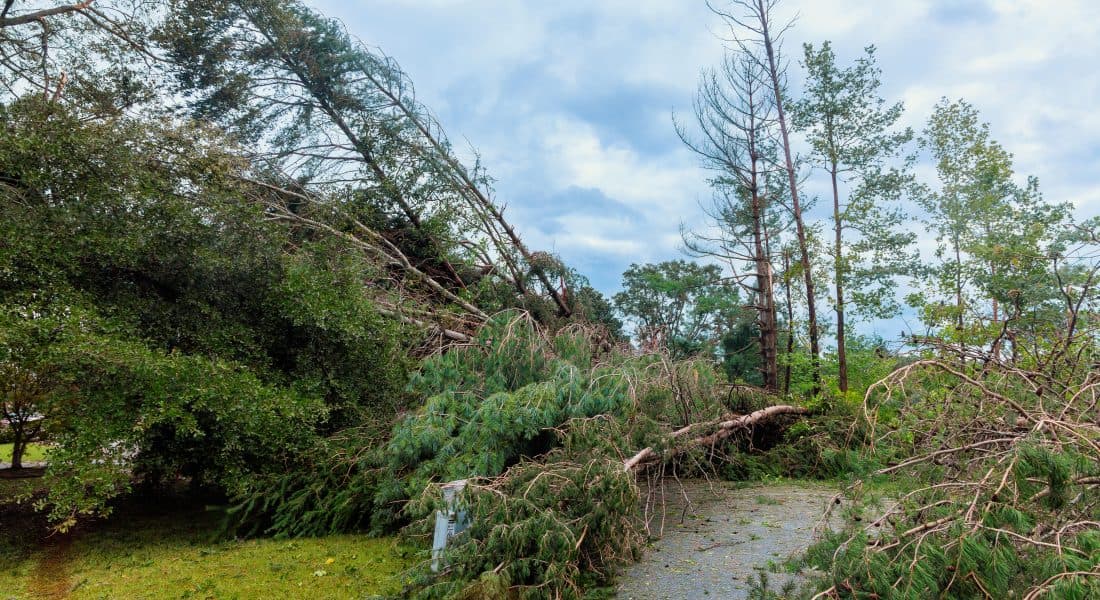 damage-from-fallen-trees-highlights-aftermath