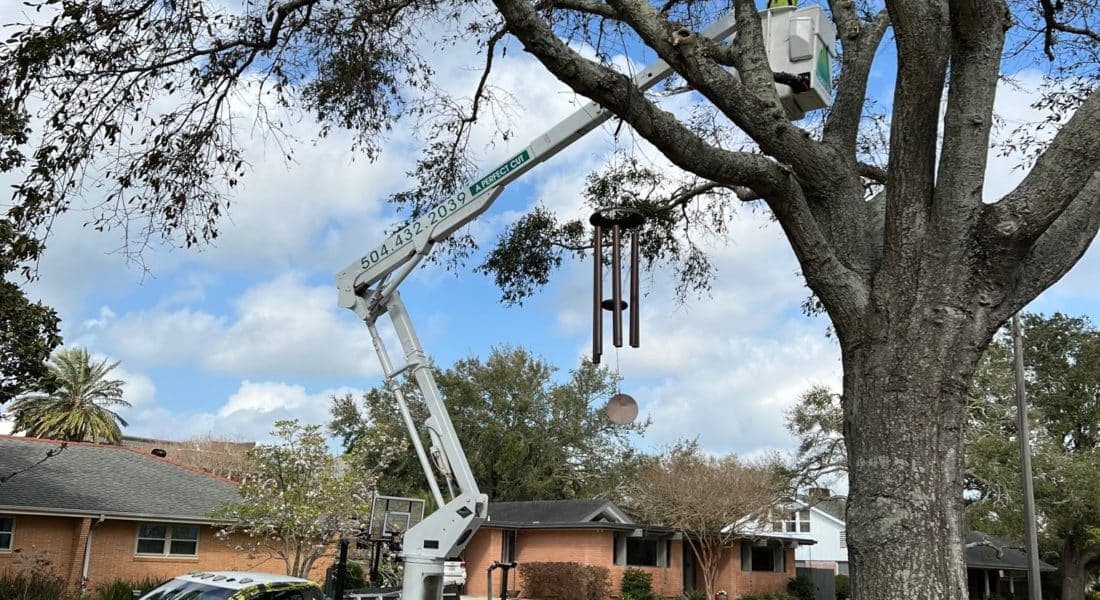 A Perfect Cut Tree arborist trimming overgrown tree branches in a New Orleans yard.