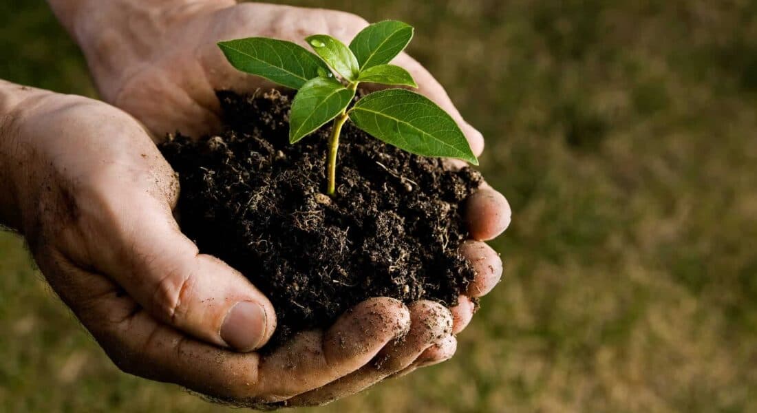 Planting