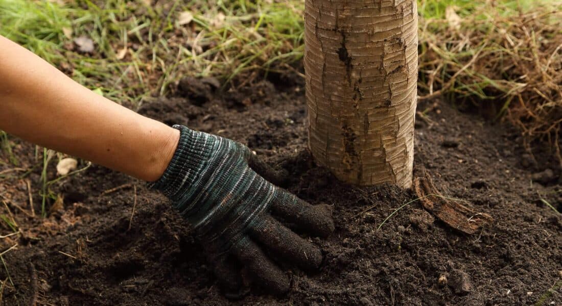 Tree planting services