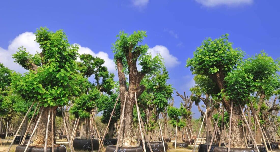 Trees-Ready-for-Transplanting
