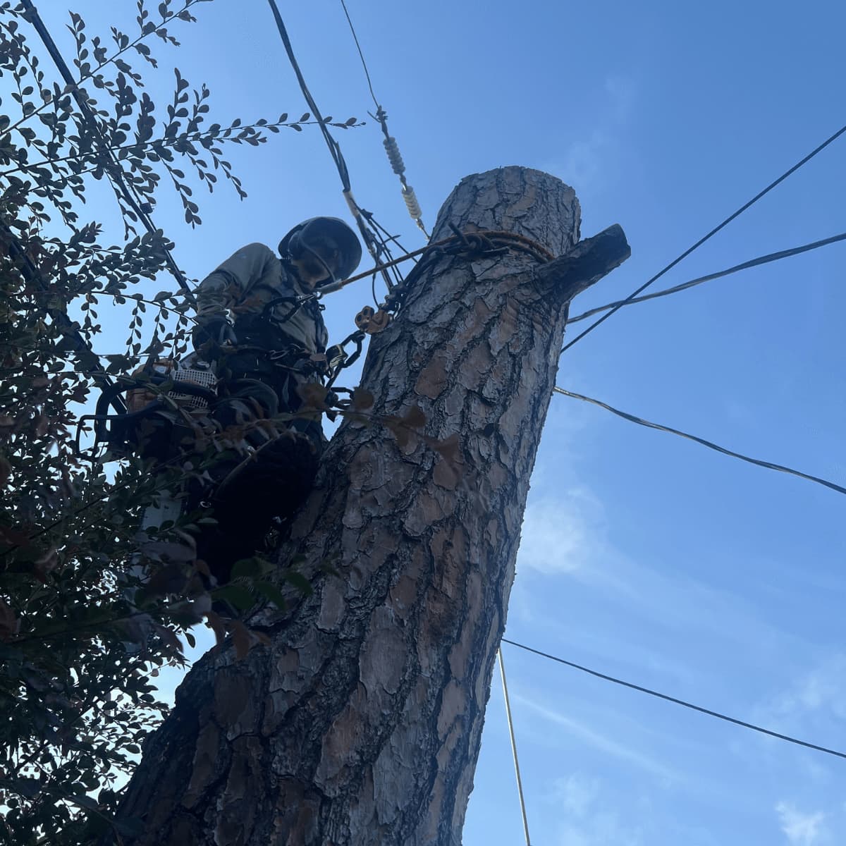 Arborist installing root protection fencing for tree preservation in New Orleans near live oak tree