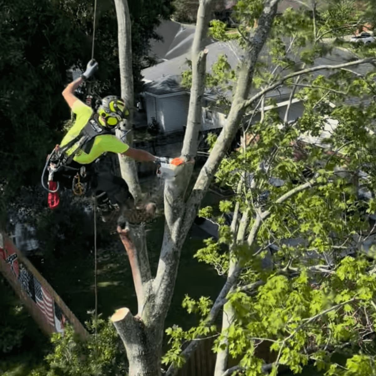 When Hazardous Tree Assessments Make Sense in Greater New Orleans