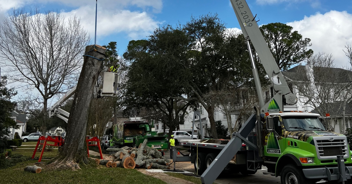 A Perfect Cut Tree crew performing emergency tree removal after a storm in New Orleans.