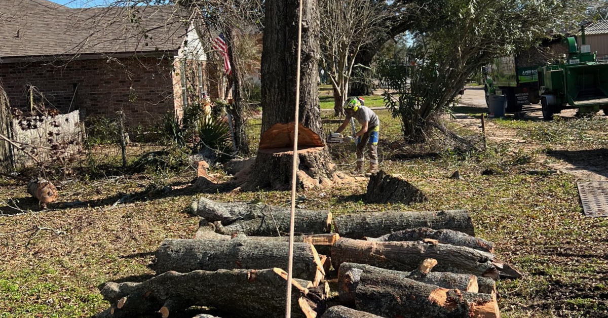 Crew removing a large tree and grinding the stump in a residential yard in Metairie, Louisiana.