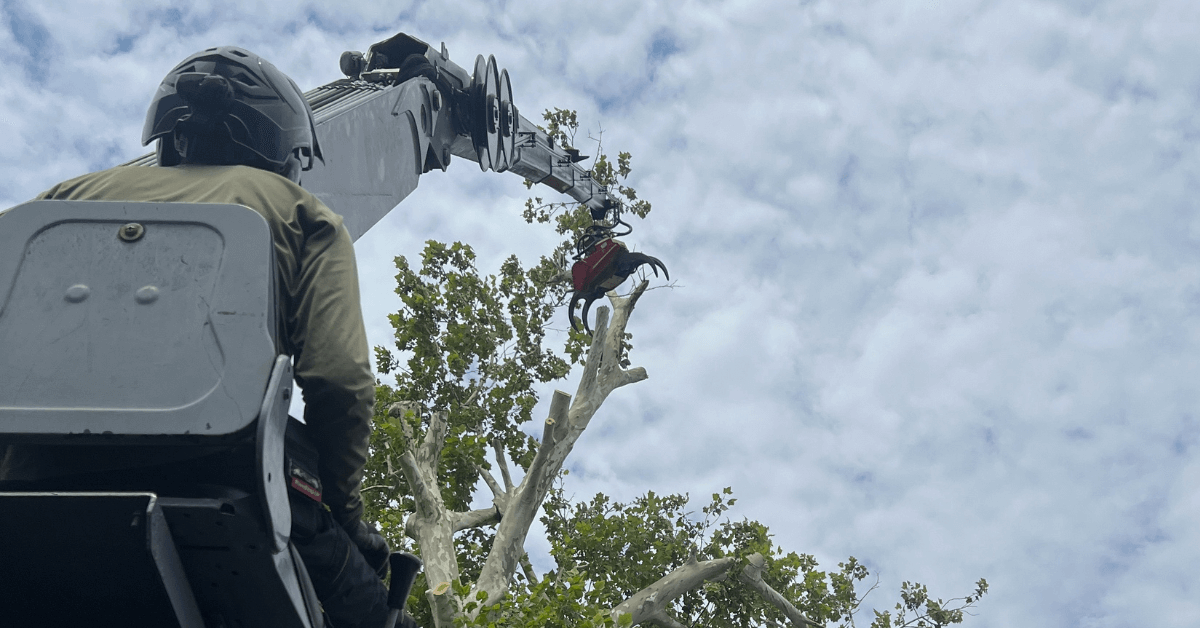 Tree trimming near a home in Metairie, LA to reduce storm risk