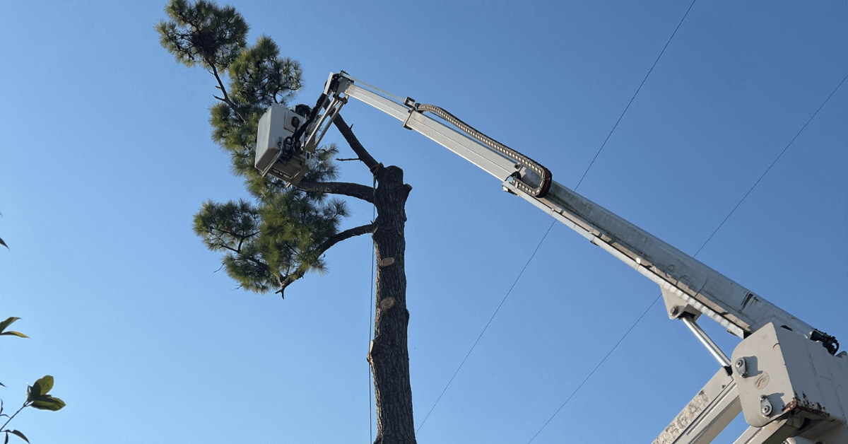 Arborist performing tree trimming in the Garden District, New Orleans, LA