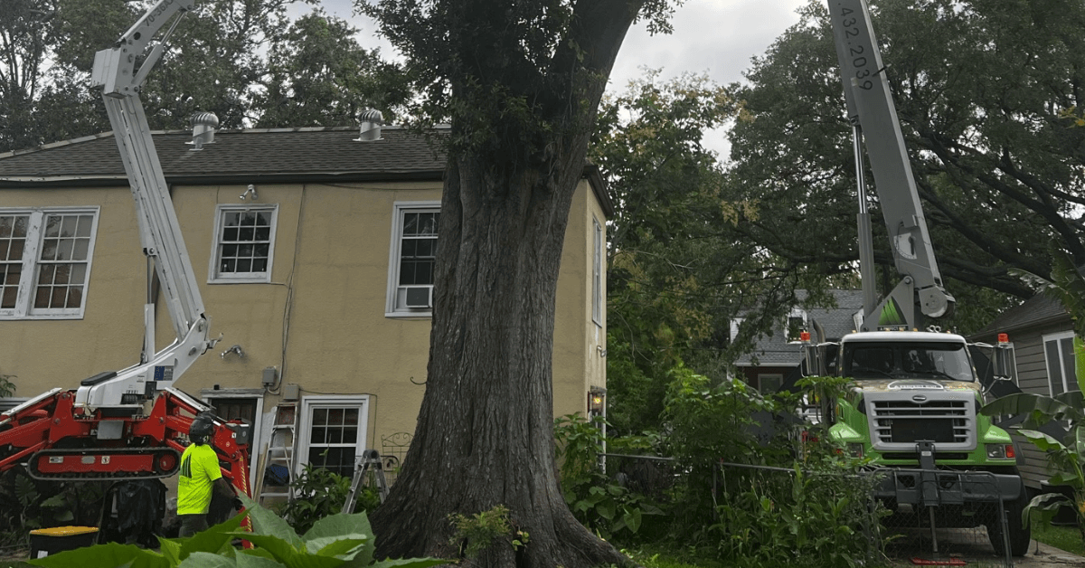 Emergency tree removal in Metairie LA after severe storm damage