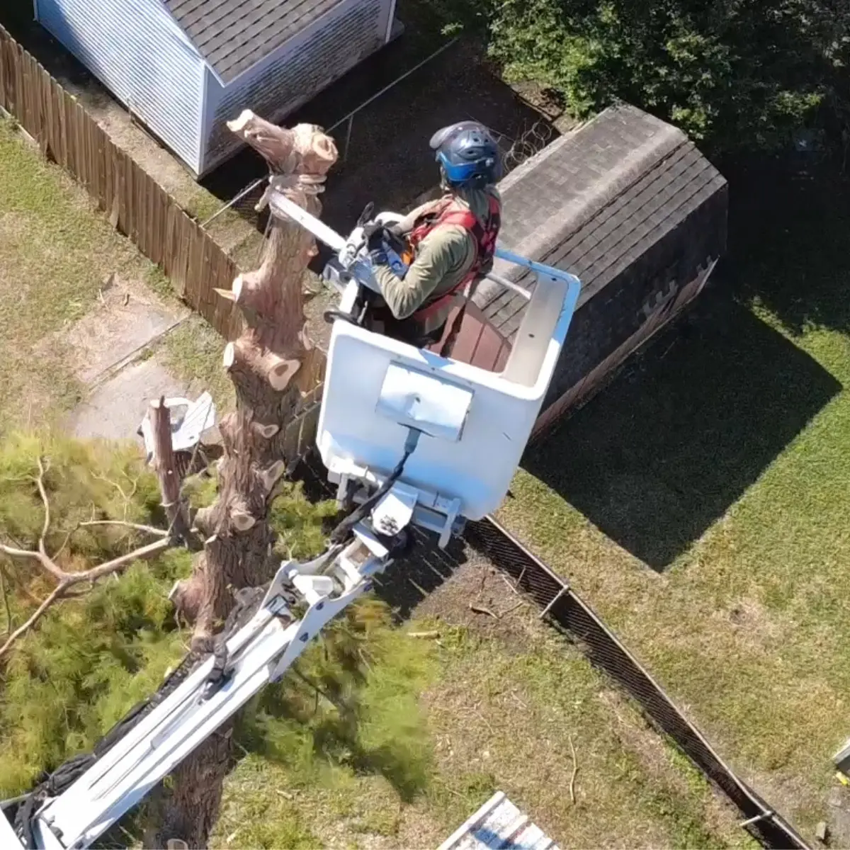 Arborist pruning live oak for hurricane season preparation in Metairie
