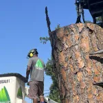 Certified arborist inspecting a hazardous leaning tree before storm season to help prevent property damage