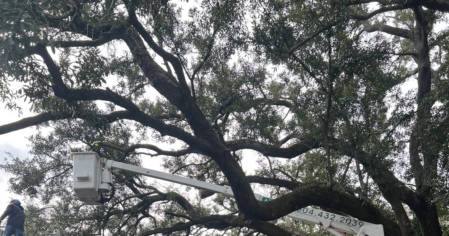 Tree trunk with visible split indicating structural weakness