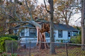 Damaged-Trees