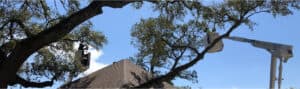 Professional tree service crew working in New Orleans, LA