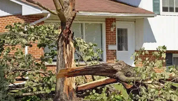 a fallen tree after tree removal service