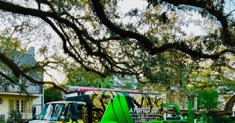 Image Alt Text: Stump grinder removing oak stump on residential property in Metairie, Louisiana