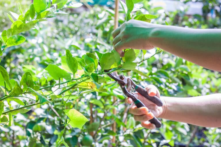 Gardener-using-scissors-to-prune-lemon-tree-branches