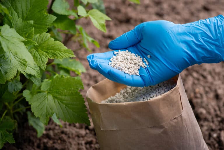 Amount-of-Fertilizer-to-Use