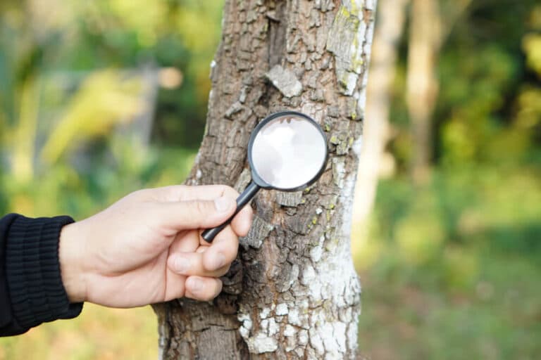 inspection-for-insects-A-Perfect-Cut-Tree