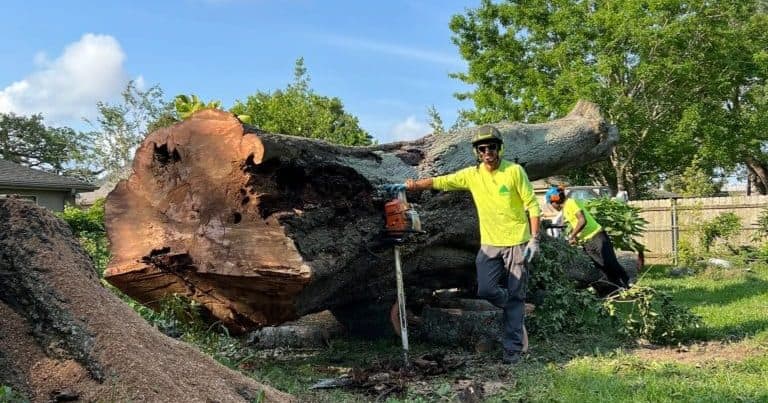 Arborist trimming a live oak tree in New Orleans, LA, before hurricane season