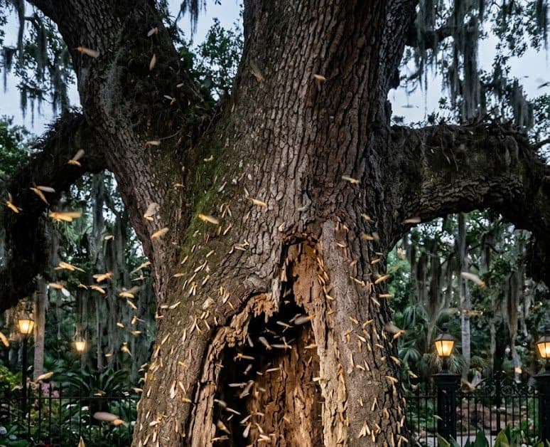 Formosan termites swarming around a hollowed‑out live oak in New Orleans