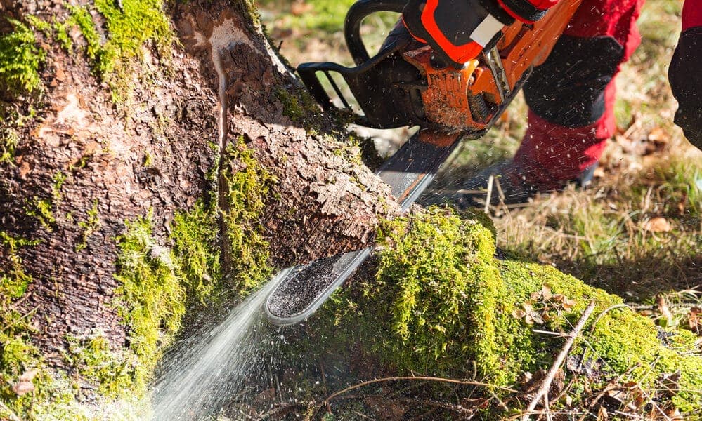 Felling the tree