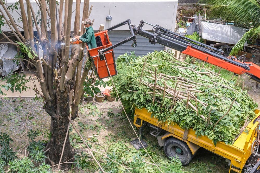 Commercial property tree trimming focused on safety and visibility