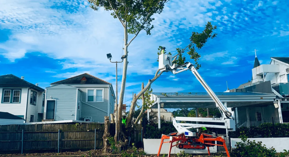 Trusted Certified Arborists