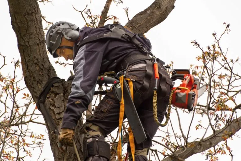 arborist-safety-gear