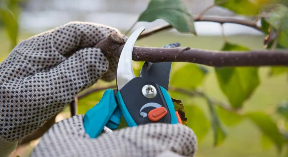 Pruning fruit trees by pruning shears