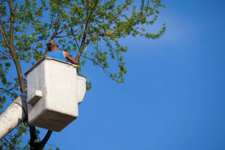 tree-removal