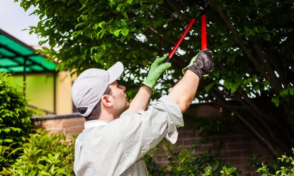 Gardener pruning a tree