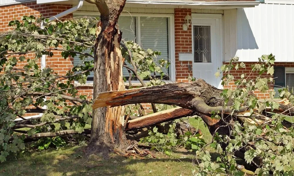 Potential-Hazards-In-Trees