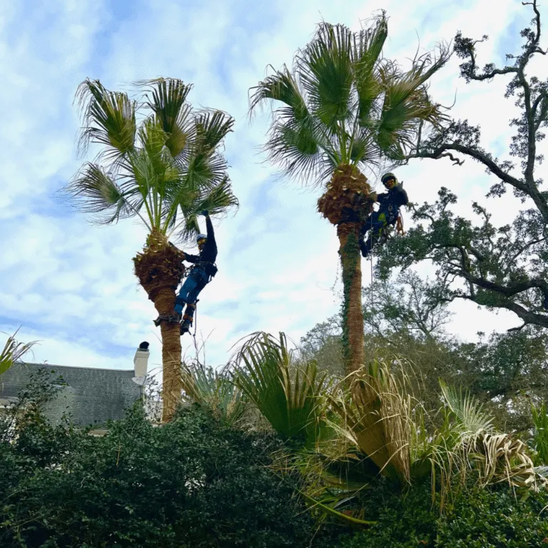 Certified arborist trimming palm tree in Metairie LA