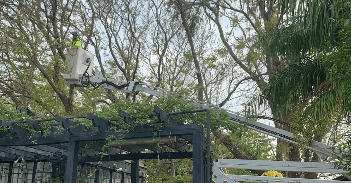 Tree trimming crew clearing limbs near home in Metairie, LA