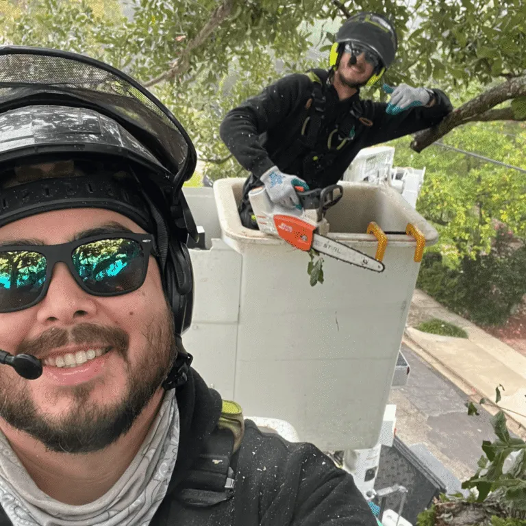 Stump grinding and yard cleanup after tree removal in Metairie LA
